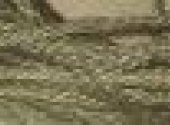 Prairie Grass